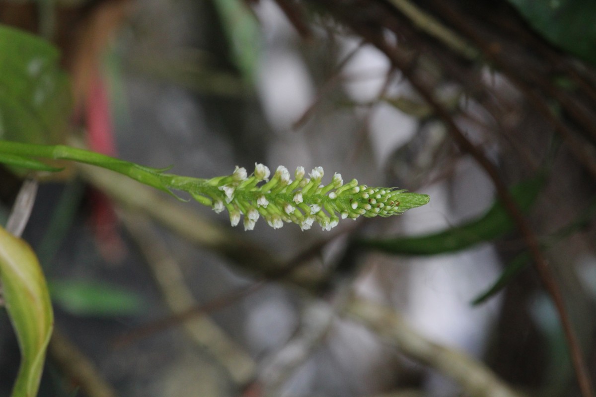 Goodyera procera (Ker Gawl.) Hook.